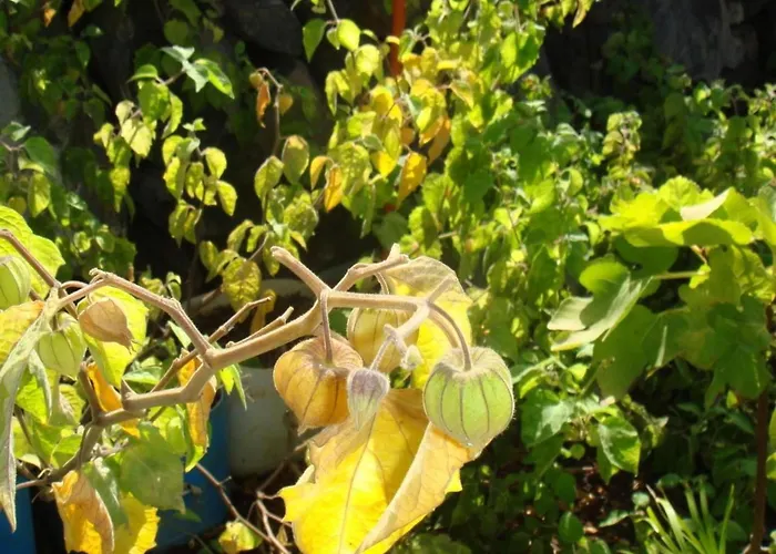 Appartamento Business In By Interhome *